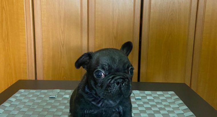 French Bulldog puppies