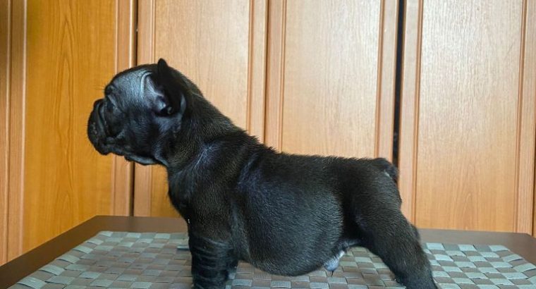 French Bulldog puppies