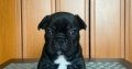 French Bulldog puppies