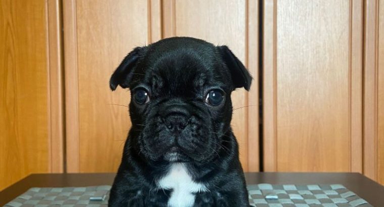 French Bulldog puppies