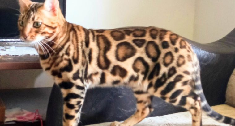 Bengal kittens for sale