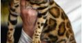 Bengal kittens for sale