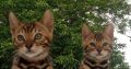 Bengal kittens for sale