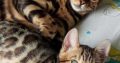 Bengal kittens for sale