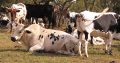 Goat,Cows and Sheep Available
