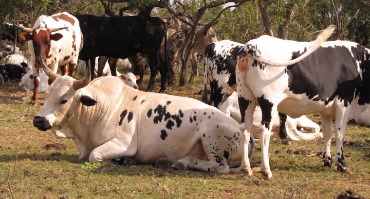 Goat,Cows and Sheep Available