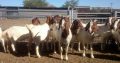 Goat,Cows and Sheep Available