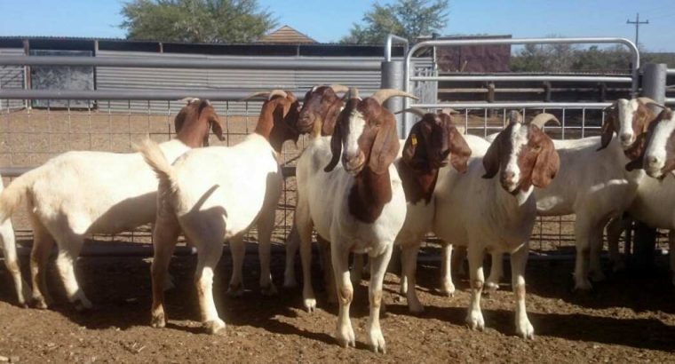 Goat,Cows and Sheep Available