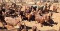 Goat,Cows and Sheep Available