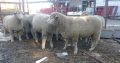 Goat,Cows and Sheep Available