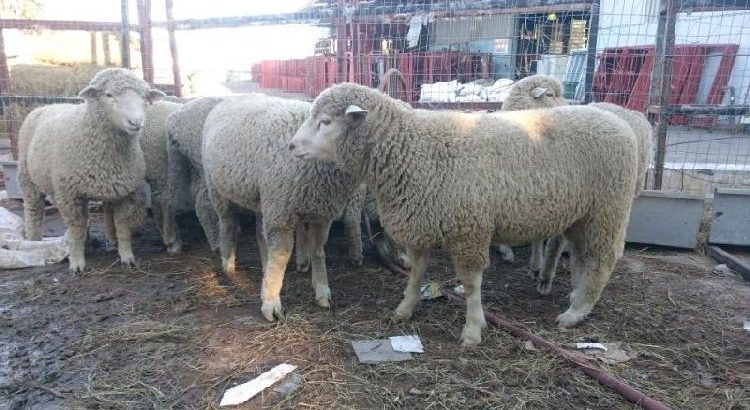 Goat,Cows and Sheep Available