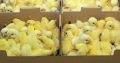 Olam Hatcheries