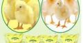 Olam Hatcheries