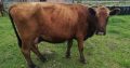 Goat,Cows and Sheep Available