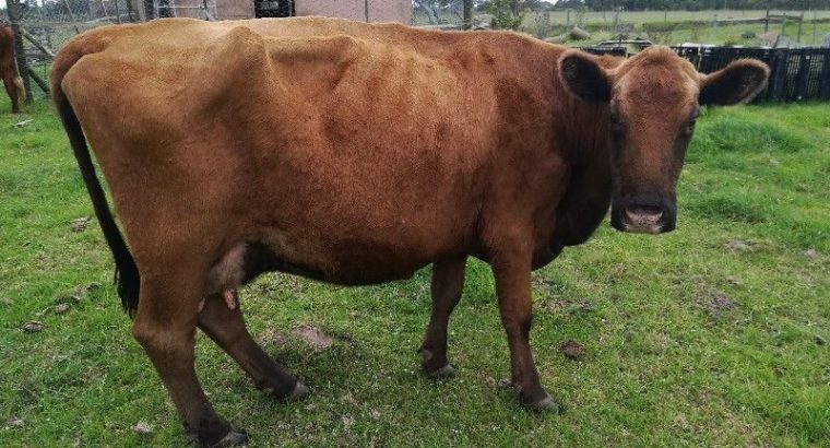 Goat,Cows and Sheep Available