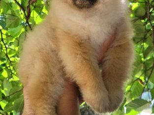 Pomeranian BOO teddy bears, Pomeranian Spitz puppies