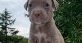 Pit Bull puppies