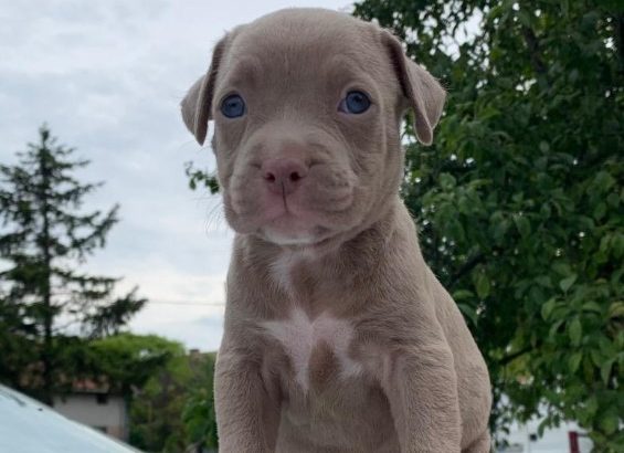 Pit Bull puppies