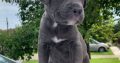 Pit Bull puppies