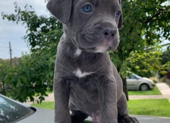 Pit Bull puppies
