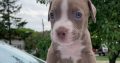 Pit Bull puppies