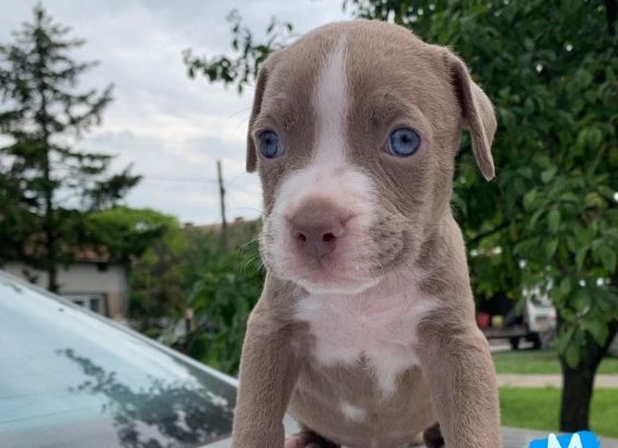 Pit Bull puppies