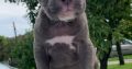 Pit Bull puppies