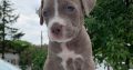 Pit Bull puppies