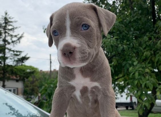 Pit Bull puppies