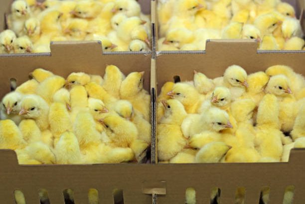 Buy your Ultima and Chikun Feed from Olam
