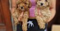 Toy Poodle puppies for sale