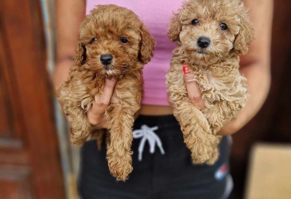 Toy Poodle puppies for sale