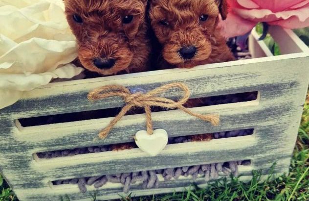 Toy Poodle puppies for sale