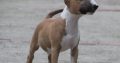 Bull Terrier puppies
