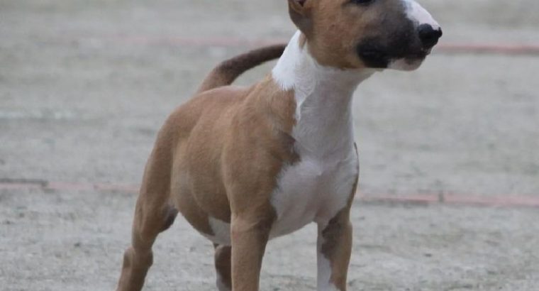 Bull Terrier puppies