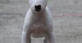 Bull Terrier puppies