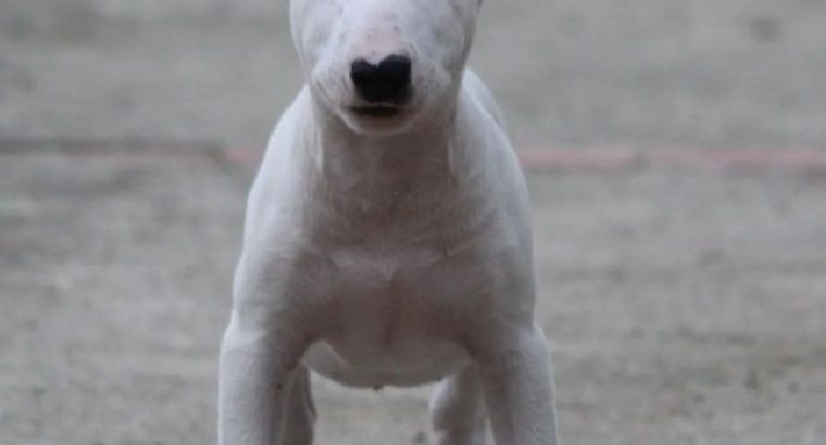 Bull Terrier puppies