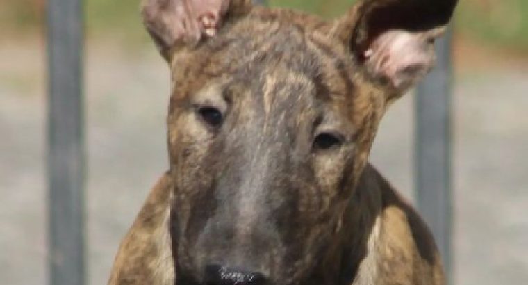 Bull Terrier puppies