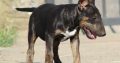 Bull Terrier puppies