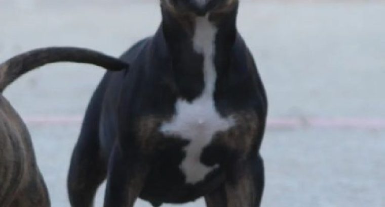 Bull Terrier puppies