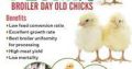 Buy Chikun and Ultima Feed from Olam