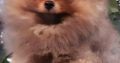 Pomeranian Spitz puppies