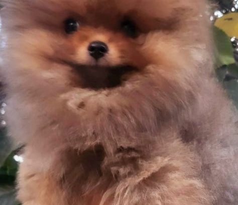 Pomeranian Spitz puppies