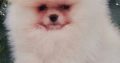 Pomeranian Spitz puppies