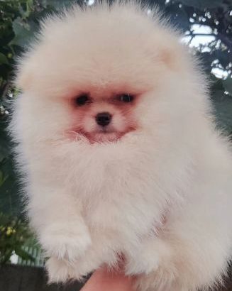 Pomeranian Spitz puppies