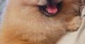Pomeranian Spitz puppies