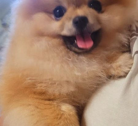 Pomeranian Spitz puppies