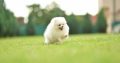 Pomeranian Spitz puppies