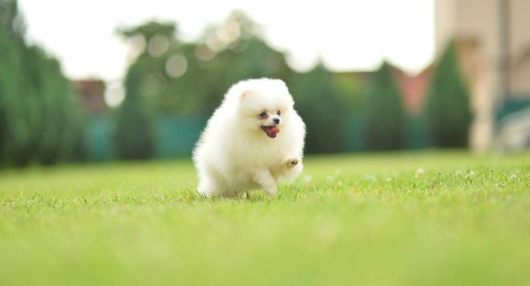 Pomeranian Spitz puppies