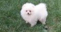 Pomeranian Spitz puppies